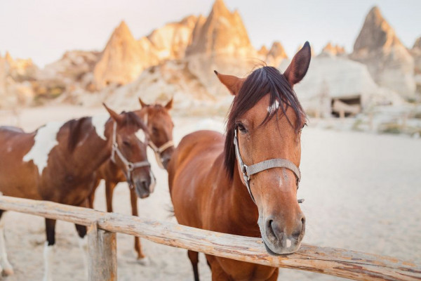 Horse Riding Experience in Cappadocia