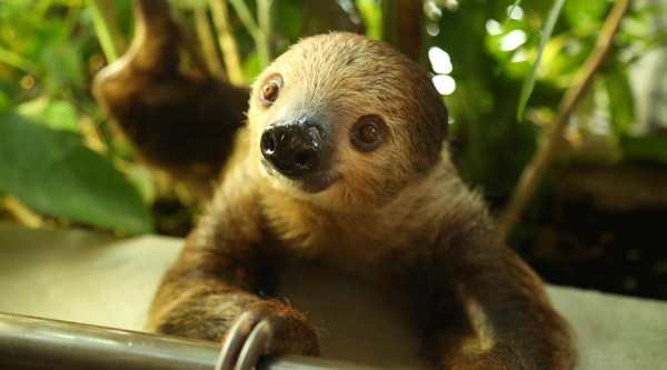 The Green Planet Dubai - Unique Indoor Rainforest Park General Admission Tickets