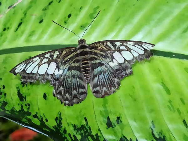 Butterfly Garden Dubai General Admission Ticket with Private Transfer