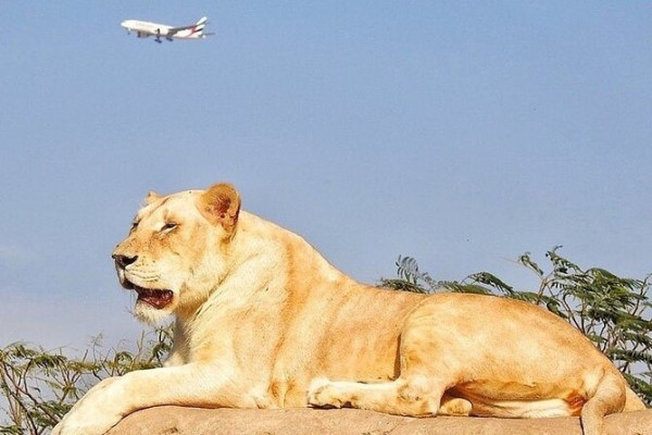 Dubai Safari Park General Admission with Sharing Transfers