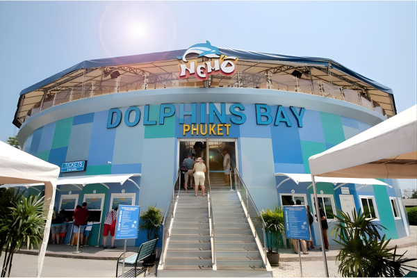 Dolphins Bay Phuket | Swim with Dolphins Experience