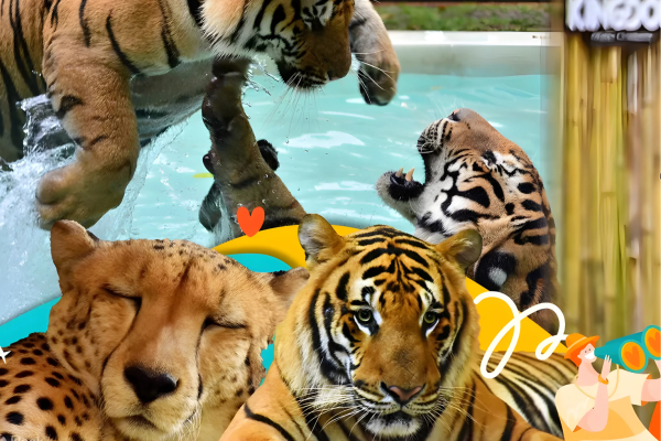 Phuket Tiger Kingdom tickets